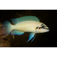 Chalinochromis Brichardi 4-5cm